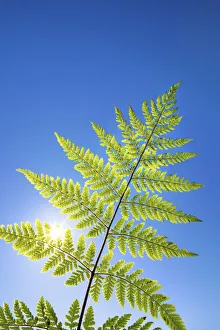 Fern Prints: Fern and sun - Germany, Bavaria, Upper Bavaria, Munich, Straszlach, Groszdingharting