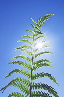 Back Light Prints: Fern and sun - United Kingdom, England, Cornwall, Saint Just, Porth Nanven
