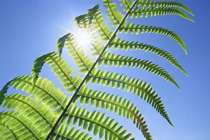 Fern Prints: Fern and sun - United Kingdom, England, Cornwall, Saint Just, Porth Nanven