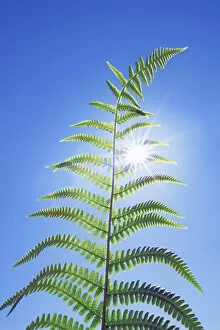 Images Dated 2nd March 2021: Fern and sun - United Kingdom, England, Cornwall, Saint Just, Porth Nanven