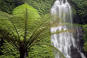 Fern Prints: Fern tree & Banyumala Waterfall, Bali, Indonesia