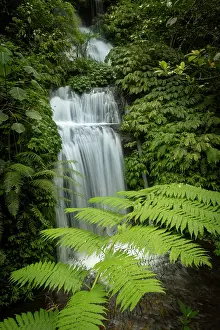 Fern Prints: Fern tree & Banyumala Waterfall, Bali, Indonesia