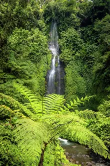 Fern Prints: Fern tree & Sekumpul waterfall, Bali, Indonesia