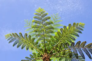 Fern Tree Prints: Fern trees, Quinta das Cruzes garden. Funchal, Madeira