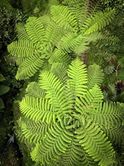 Fern Prints: Fern trees viewed from above, Bali, Indonesia