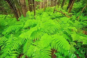 Fern Prints: Ferns adorn the forest floor in Killarney Provincial Park, Ontario, Canada