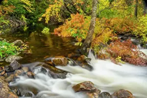 Flowing Water Prints: Ferns and autumn maple overhanging a small tributary of the Pettawawa River