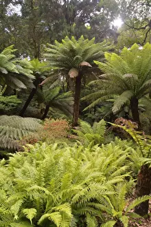 Covers Prints: Ferns in the Condessa d Edla Gardens, dating back to the 19th century