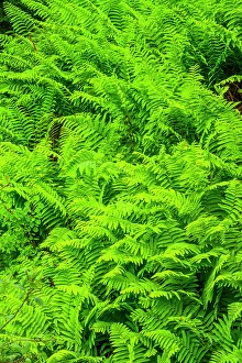 Woodlands Prints: Ferns, Fundy National Park, New Brunswick, Canada