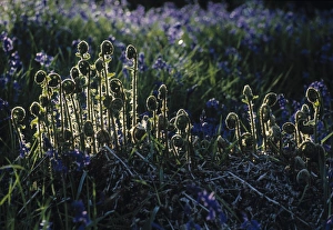 Ferns Prints: Ferns, Spring