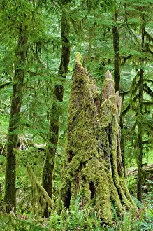 Ferns Prints: Ferns and trees in old growth coastal temperate rain forest (Cathedral Grove)