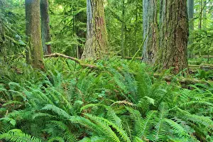 Ferns and trees in old growth coastal temperate rain forest (Cathedral Grove). MacMillan Provincial Park, British Columbia, Canada