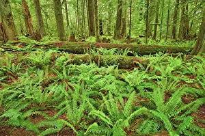 Ferns Prints: Ferns and trees in old growth coastal temperate rain forest (Cathedral Grove)