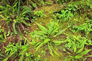 Ferns Prints: Ferns in undergrowth of forest Helliwell Provincial Park, British Columbia, Canada