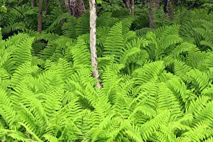 Woodlands Prints: Ferns in the understory of a deciduous woodland, Hwy 63 near Hayward, Wisconsin, USA