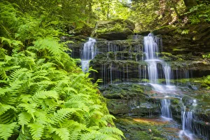 Pure Prints: Ferns & Waterfall, Ricketts Glen State Park, Sullivan County, Pennsylvania, USA