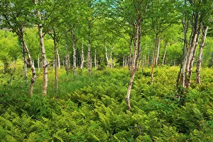 Ferns Prints: Ferns and white birch trees (Betula papyrifera)
