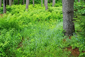 Ferns Prints: Ferns and woodland forget-me-not Bourget, Ontario, Canada
