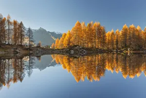 Larch Prints: Ferra piz and autumn larches reflected on Azzurro lake, Motta, Campodolcino