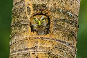 Nesting Prints: Ferruginous pygmy owl (Glaucidium brasilianum), Orotina, Alajuela, Costa Rica