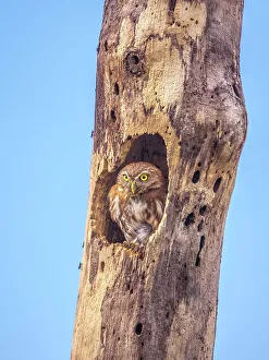 Rain Forest Prints: Ferruginous Pygmy-Owl (Glaucidium brasilianum), Orotino, Alajuela, Costa Rica
