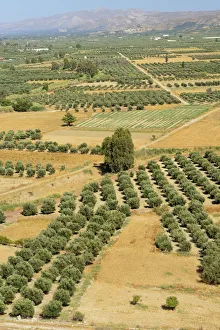 Agrarian Gallery: Festos Minoian Palace, Crete, Greece, Europe