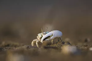 Images Dated 6th October 2021: A fiddler crab on a beach in Malaysia