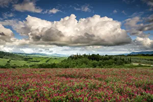 Images Dated 30th July 2018: Field of Clover, Val d Orcia, Tuscany, Italy