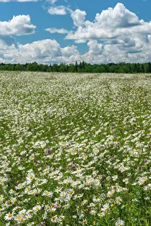 Leucanthemum Vulgare Prints: Field of common or oxeye daisy (Leucanthemum vulgare or Chrysanthemum leucanthemum) flowers