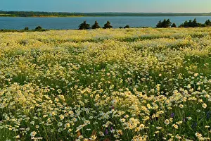 Greenwich Prints: Field of common or oxeye daisy (Leucanthemum vulgare or Chrysanthemum leucanthemum) flowers at sunset Greenwich