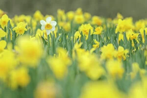Field of daffodils in a Cornish field, Cornwall, England. Spring (April) 2022