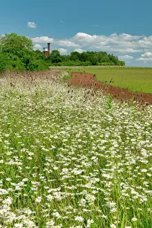 Daisies Prints: Field of Daisies, near Sandringham, Norfolk, England