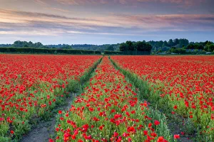 Field of English Poppies, Norwich, Norfolk, England