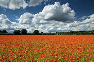 Field of English Poppies, Norwich, Norfolk, England