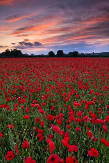 Field of English Poppies at Sunset, Norwich, Norfolk, England