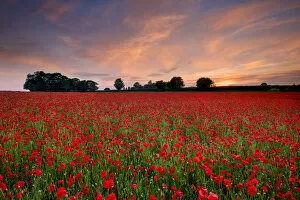 Images Dated 3rd December 2020: Field of English Poppies at Sunset, Norwich, Norfolk, England