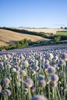 Images Dated 24th November 2020: A field full of garlic flowers near Urbisaglia, Macerata district, Marche, Italy