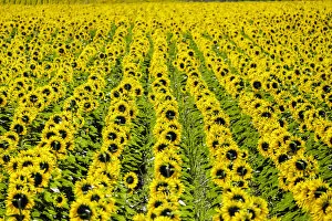 Bright Gallery: Field of giant yellow sunflowers in full bloom, Oraison, Alpes-de-Haute-Provence