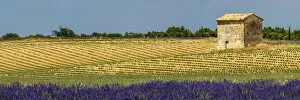 Barns Collection: Field of Lavender and Barn, Provence, France