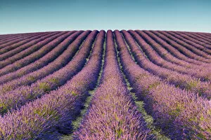 Lavander Collection: Field of Lavender, Provence, France