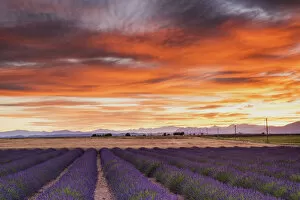 Field of Lavender at Sunrise, Provence, France