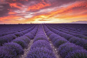 Field of Lavender at Sunrise, Valensole Plain, Alpes de Haute, Provence, France