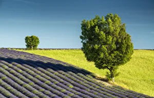 Lavendar Prints: Field of Lavender & Trees, Valensole, Provence, France