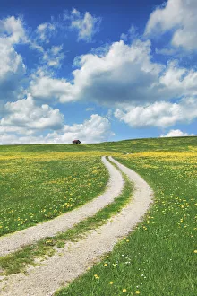 Farm Land Prints: Field path with dandelions - Germany, Bavaria, Swabia, OstAllgau, Halblech