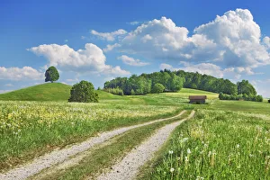 Farm Land Prints: Field path durch dandelion meadow - Germany, Bavaria, Upper Bavaria
