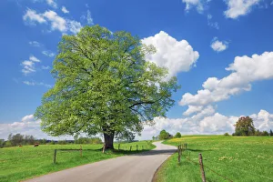 Lime Tree Prints: Field path with lime tree - Germany, Bavaria, Upper Bavaria, Weilheim-Schongau, Penzberg