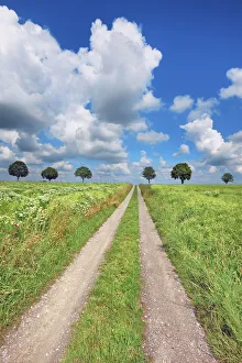 Farm Land Prints: Field path and maple alley - Germany, Bavaria, Upper Bavaria, Freising, Giggenhausen