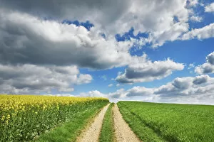 Cloud Gallery: Field path through rape field meadow - Switzerland, Aargau, Brugg, Gipf-Oberfrick