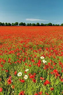 Bloom Prints: Field of Poppies & Farm, near Anmer, Norfolk, England