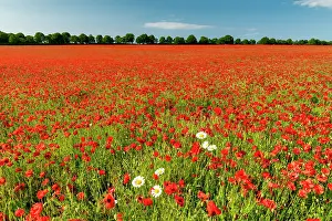 Poppies Prints: Field of Poppies & Farm, near Anmer, Norfolk, England